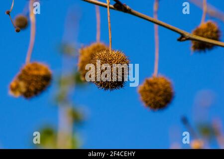 Fruits on the branches of a plane tree or platanus in the park, early spring on a warm sunny day, bright beautiful background. Stock Photo