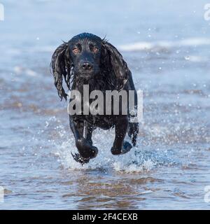 English Cocker Spaniel Stock Photo