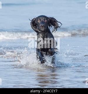English Cocker Spaniel Stock Photo