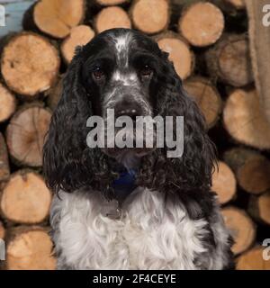 english cocker spaniel, blue roan Stock Photo
