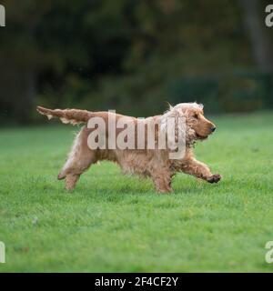 english cocker spaniel running Stock Photo