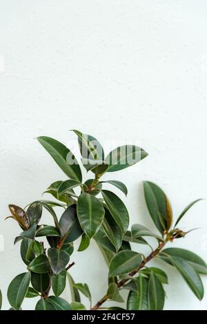 Rubber fig's big smooth dark green leaves on white background. Stock Photo