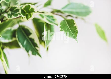 Ficus Benjamin in the pot standing in the window seal. Urban jungle concept. Natural air purifier.Houseplant portrait. Stock Photo