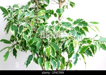 Ficus Benjamin in the pot standing in the window seal. Urban jungle concept. Natural air purifier.Houseplant portrait. Stock Photo