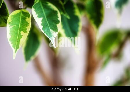 Ficus Benjamin in the pot standing in the window seal. Urban jungle concept. Natural air purifier.Houseplant portrait. Stock Photo