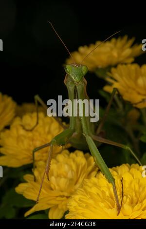 Praying Mantis or European Mantis (lat. Mantis religiosa) is a large hemimetabolic insect in the family of the Mantidae ('mantids') Stock Photo