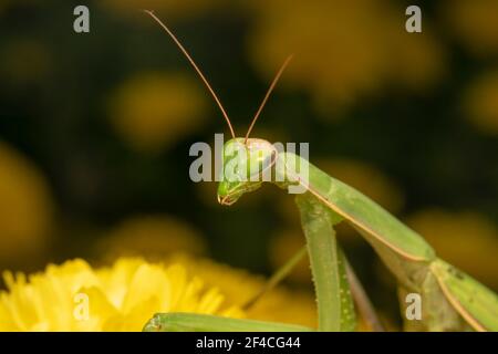 Praying Mantis or European Mantis (lat. Mantis religiosa) is a large hemimetabolic insect in the family of the Mantidae ('mantids') Stock Photo