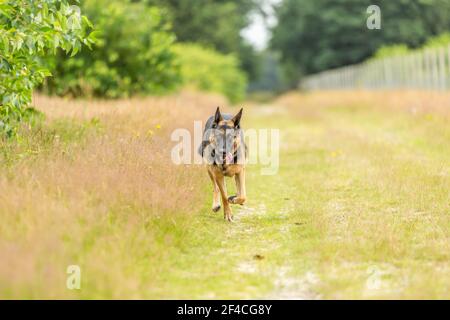 A beautiful young female German Shepherd comes galloping at full speed right to the camera with her front legs and head in close up against a blurred Stock Photo