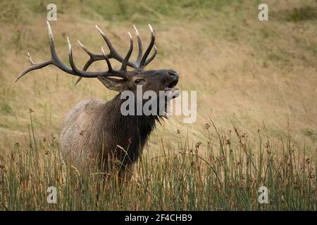 Bull Elk bugling in the Madison River meadows during the autumn rut in Yellowstone National Park, Wyoming, USA. Stock Photo