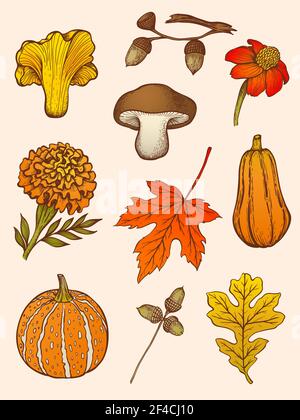 Set of hand drawn vector decorative autumn design elements in vintage style. Mushrooms, flowers and leaves. Stock Vector