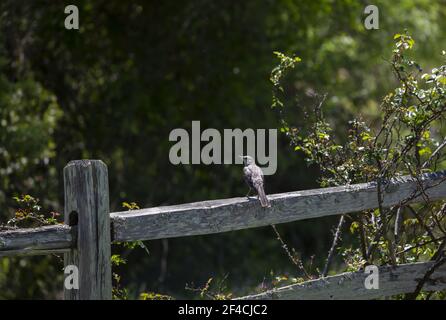 Northern mockingbird (Mimus poslyglotto) perched on a fence Stock Photo