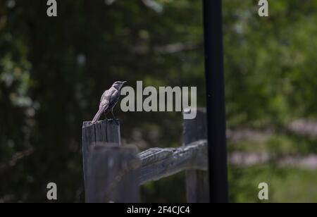 Northern mockingbird (Mimus poslyglotto) perched on a fence post Stock Photo