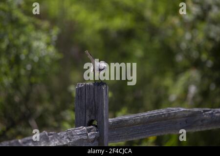 Northern mockingbird (Mimus poslyglotto) perched on a fence post Stock Photo