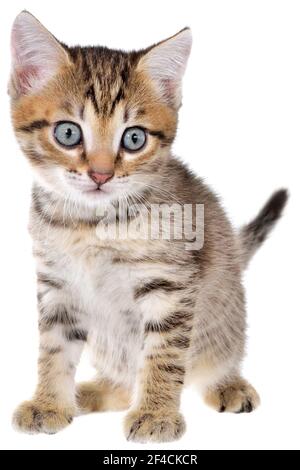 Frightened brindled kitten on a white background. Stock Photo