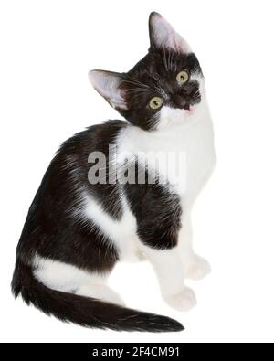 Bicolor black-white small shorthair kitten sitting isolated on a white background. Stock Photo