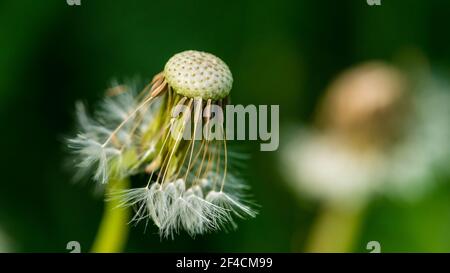 A macro shot of a half dispersed dandelion clock. Stock Photo