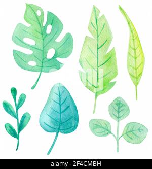 Set of watercolor tropical leaves on a white background. Hand drawn botanical design elements. Vector illustration Stock Vector
