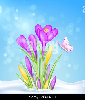 Purple and yellow crocus flowers in the snow. Spring floral background. Vector illustration. Stock Vector