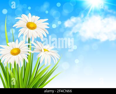 White daisy flowers, green grass and clouds on a blue sky background. Spring floral background. Vector illustration. Stock Vector