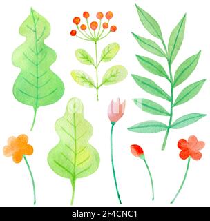 Set of watercolor flowers and leaves on a white background. Hand drawn botanical design elements. Vector illustration Stock Vector