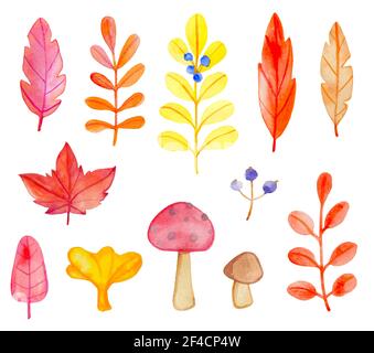 Set of vector watercolor leaves and mushrooms on a white background. Hand drawn botanical autumn design elements Stock Vector