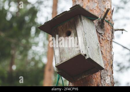 Gray wooden nesting box mounted on a pine tree Stock Photo