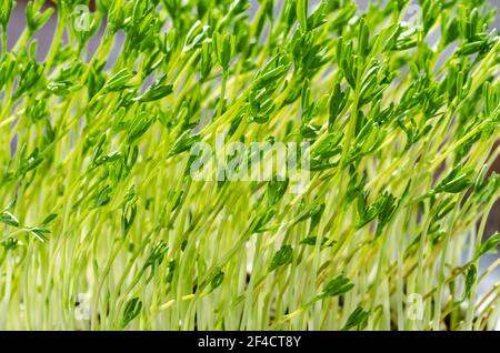Puy lentil microgreens, growing in bright sunlight. Green shoots of Le Puy green lentils, seedlings, and young plants. Sprouted French green lentils. Stock Photo