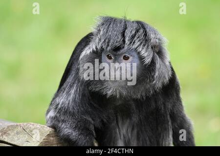 Javan Gibbon usually found on the Indonesian island of Java Stock Photo