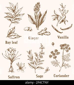 Set of vintage vector hand drawn spices and herbs. Stock Vector