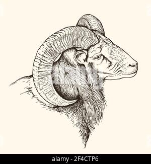 Hand drawn vector illustration of mountain bighorn sheep. Vintage sketch of animal in the wild nature Stock Vector
