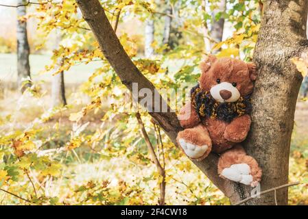 A cute teddy bear dressed in a fluffy scarf sits on a tree in the autumn forest Stock Photo