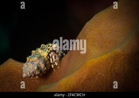 Hermit crab on a tube sponger on the reef off the island of Sint Maarten, Dutch Caribbean Stock Photo