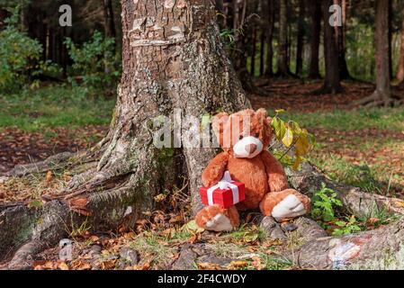 Stuffed toy animal Teddy bear with a gift sits in the roots of a large tree in the autumn forest Stock Photo