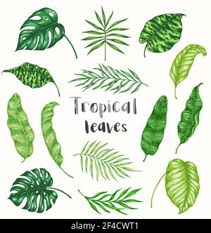 Set of green tropical palm leaves on a white background. Hand drawn vector illustration. Vintage style Stock Vector