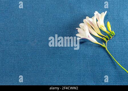 A yellow Freesia alba on a Rustic canvas fabric texture in light shade of blue woven color Stock Photo