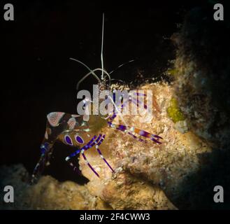 Spotted Cleaner Shrimp (Periclimenes yucatanicus) on the reef off the Caribbean island of St Martin Stock Photo