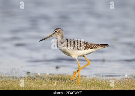 Lesser yellowlegs foraging in the river Stock Photo