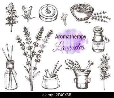 Set of hand drawn vintage lavender flowers and perfumed aromatherapy ingredients. Vector illustration Stock Vector
