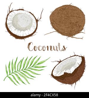 Set of hand drawn coconuts and palm leaf on a white background. Vector illustration Stock Vector