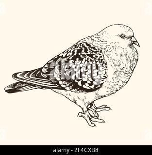 Hand drawn vector illustration of urban pigeon. Vintage sketch of animal in the wild nature Stock Vector