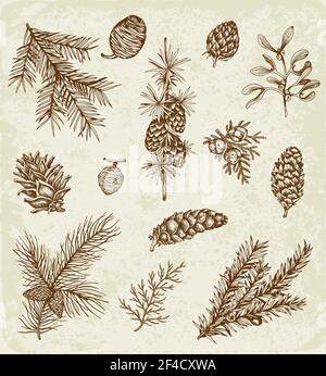 Set of winter evergreen plants and cones. Decorative vintage elements for Christmas and new year design. Hand drawn illustration. Stock Vector