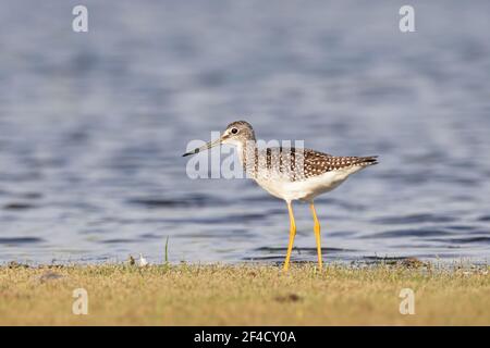 Lesser yellowlegs foraging in the river Stock Photo