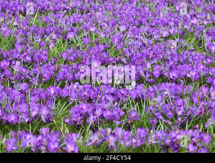 Glasgow, Scotland, UK. 20th, March, 2021. A mild day in Glasgow with Spring temperatures around 10 degrees centigrade typified by the masses of crocuses in bloom in Glasgow University grounds. Credit Douglas Carr/Alamy Live News Stock Photo