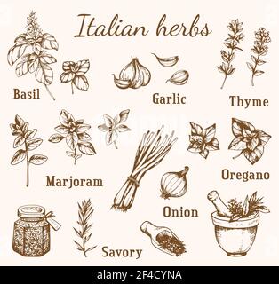 Set of vintage vector hand drawn Italian spices and herbs. Stock Vector