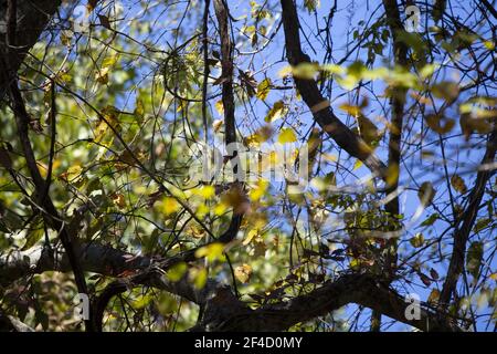 Juvenile yellow-bellied sapsucker (Sphyrapicus varius) hanging on a thick vine Stock Photo