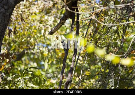 Juvenile yellow-bellied sapsucker (Sphyrapicus varius) hanging on a thick vine Stock Photo