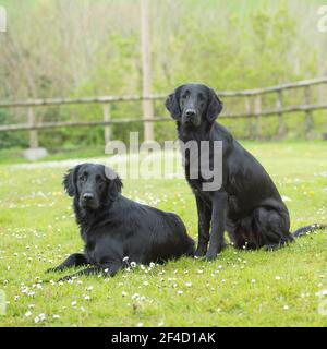 two flat coated retrievers, dogs Stock Photo