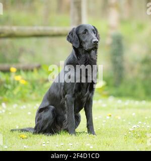 Flat coated retriever dog Stock Photo