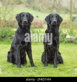 two Flat Coated Retrievers Stock Photo