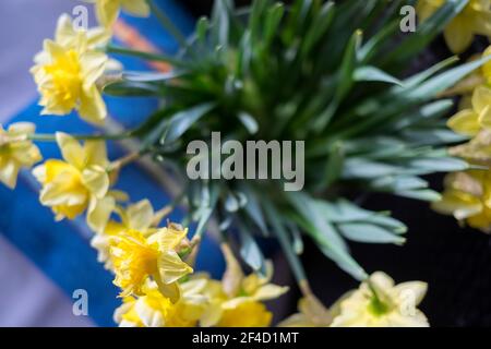 Overhead de-focused shot of beautiful yellow narcissus, indoor close up Stock Photo